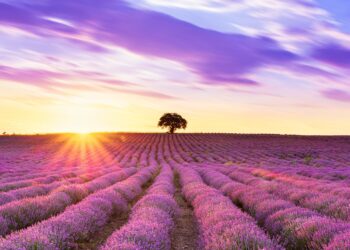 Campos de lavanda en Madrid