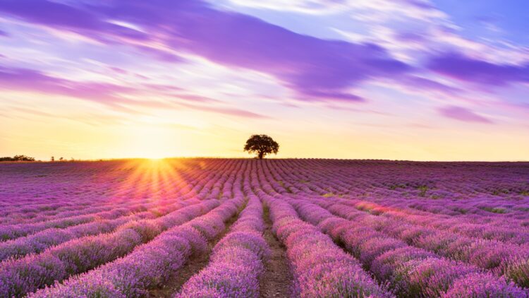 Campos de lavanda en Madrid