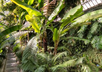 Real Jardín Botánico de Madrid