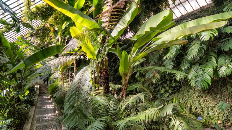 Real Jardín Botánico de Madrid