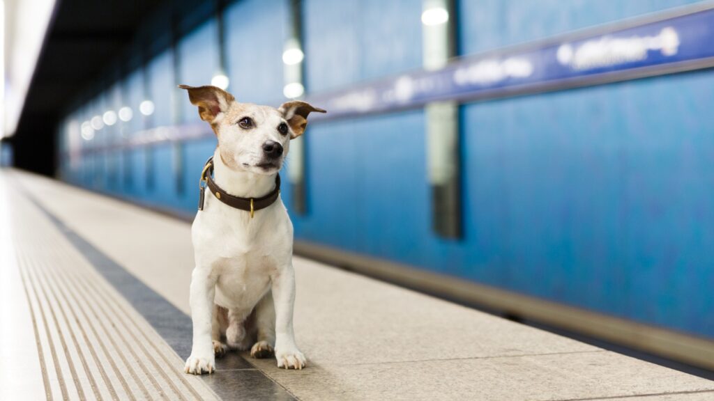 se permiten perros en los trenes de metro