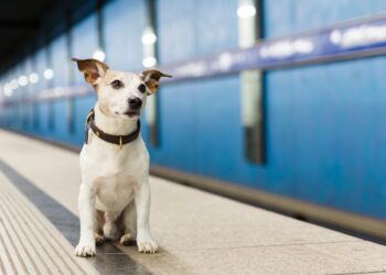 Perros Metro Madrid