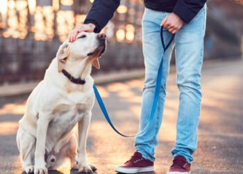 Barrios de Madrid para vivir con perro,