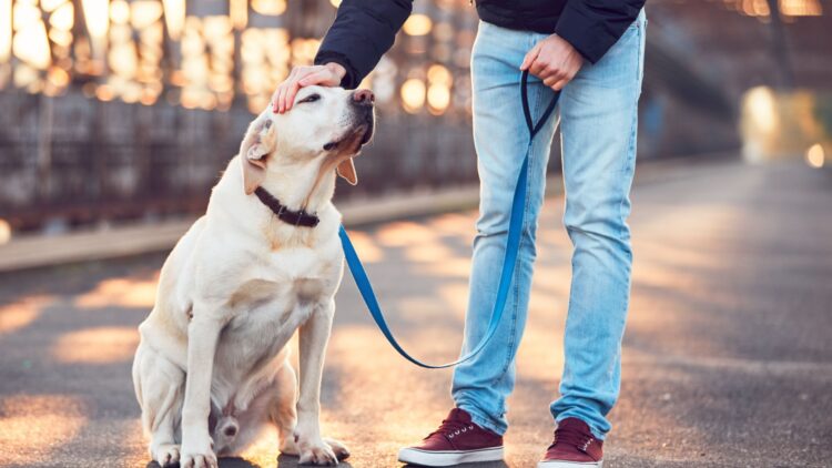 Barrios de Madrid para vivir con perro,